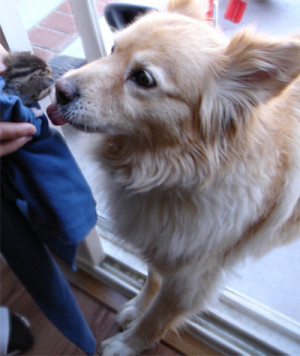 My Shepherd Collie Golden Retriever Mix... meet COLY ! 9 years old