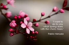 pablo neruda, cherry trees, quotes More