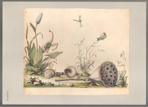 William Bartram Botanical Drawings