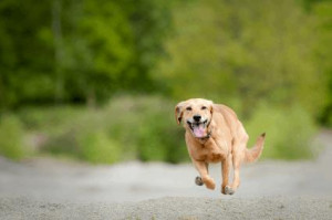 Dogs that Chase are at Risk - Teaching Your Dog Not to Chase