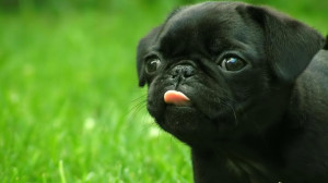 According to a new survey of 2,000 dog owners, people with PUGS earn ...