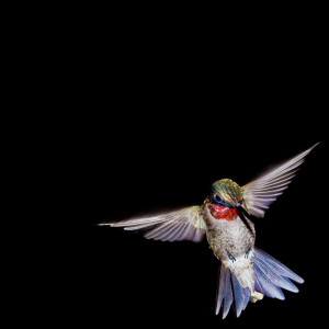 Related Posts Humming Bird Tattoos Know More Eagle Different Picture