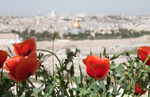 the Lilies of the Field