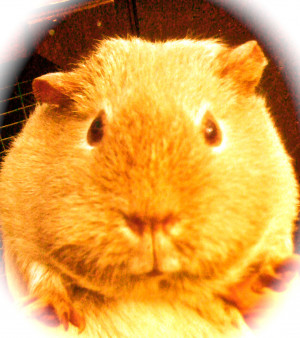 defiant guinea pig, recently.