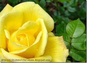 Yellow: In the Victorian times, yellow roses meant jealousy. But today ...