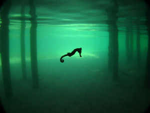 摄影师在洪都拉斯Roatán潜水时拍摄到这张空灵的海马 ...