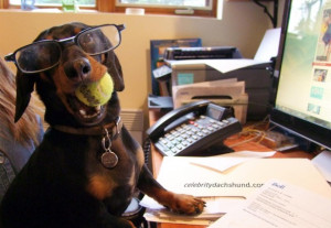 ... quotes my final vacation options crusoe the celebrity dachshund