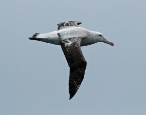 Albatross Bird Call