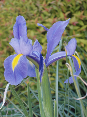 Rosario Iris (my favorite because it shares its name w/my late Father.