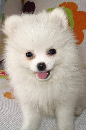 Fluffy white doggy, Cute white dog plz thumbs up