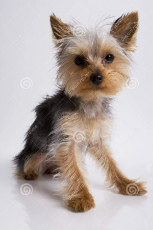 Yorkie Puppy Sitting Stock Image - Image: 1040111