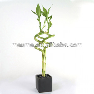 Bamboo_Adornment_lucky_bamboo_plant.jpg