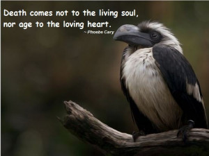 ... not to the living soul, nor age to the loving heart. ~ Phoebe Cary