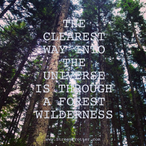 travelquotes quotes travelthoughts intohhewild woods forest