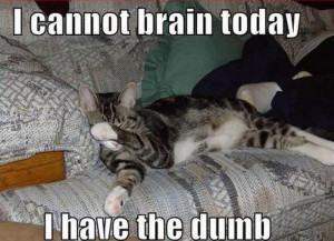 Funny lolcats05 Funny lolcats