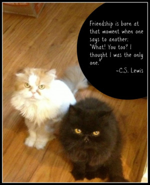 Furry Friends Friday: on Friendship