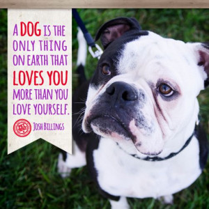 dog is the only thing on earth that loves you more than you love ...