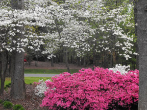 Beautiful North Carolina spring day.