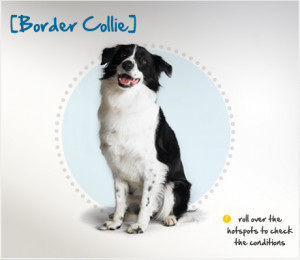 Border Collie Fun Day Guinness