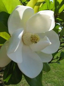 Flower Magnolias, Mississippi Magnolias, Steel Magnolias, Magnolias ...