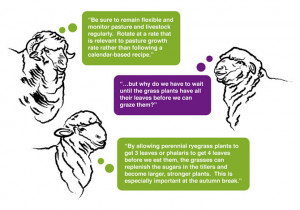 The four leaves of a phalaris tiller in autumn. Each leaf is bigger ...