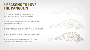 The most trafficked mammal you've never heard of