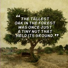 The tallest oak in the forest was once just a tiny nut that held its ...