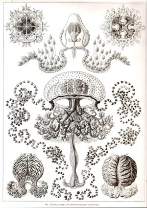 Ernst Haeckel Jellyfish Art