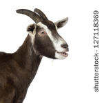 ... of Close-up of a Toggenburg goat bleating against white background