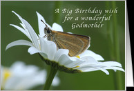 Big Birthday Wish for a Godmother, Butterfly in a White Daisy card ...