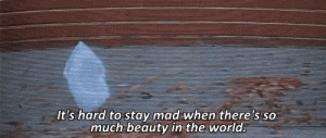 ... stay mad when there s so much beauty in the world american beauty 1999