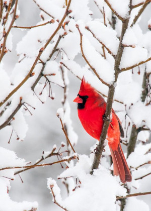 winter, cardinal, bird photo, 5x7 fine art, photographic print, nature ...