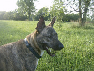 What is a Dutch Shepherd 051 jpg