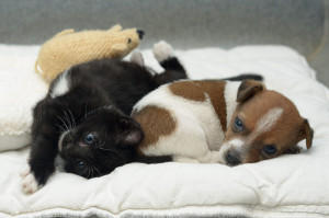 ... ': Buttons The Jack Russell, Kitty The Cat Bond At Rescue Center