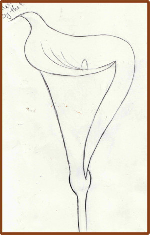 Simple Calla Lily Drawing It is taken from how to draw