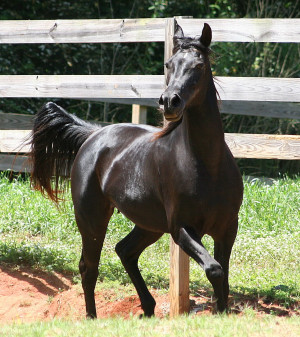 arabian-horse-12