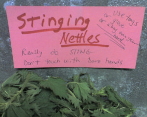stingy nettles