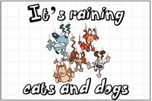 it's raining cats and dogs saying - Google Search