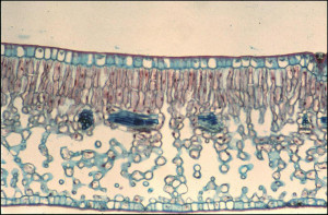 Dicot Leaf Cross Section
