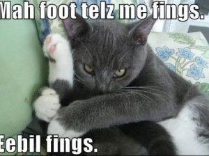 Pics of cats saying funny things pictures 2