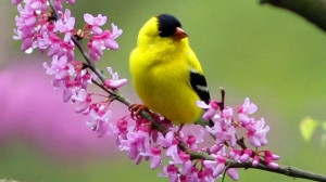 spring yellow bird - Beautiful Birds Picture