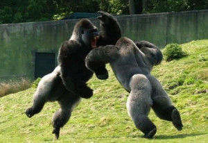 Gorilla fight