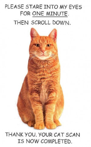 cat-scan.jpg