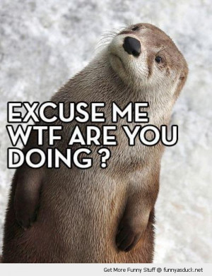 excuse me otter confused shocked animal funny pics pictures pic ...