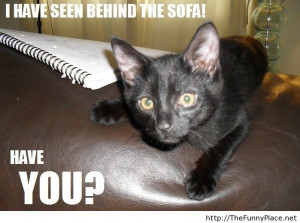 Funny Animals With Sayings 8 Background Wallpaper Wallpaper