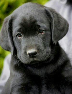 Black lab