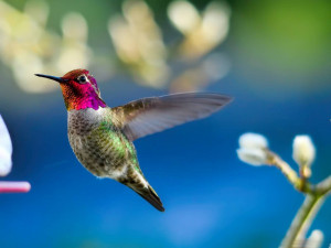Humming bird wallpaper for desktop which is very cute and this ...