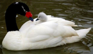 Pinned by Quotes Queen