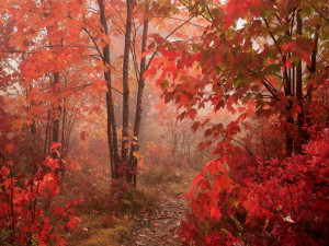 fall-Nature_Forest_Red_Autumn_forest_011599_