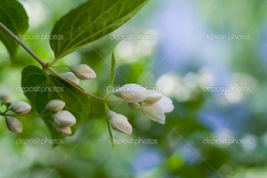 Jasmine Flowers Background...